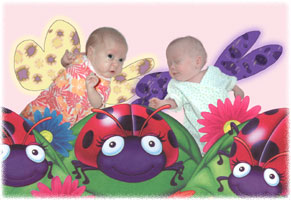 butterflys